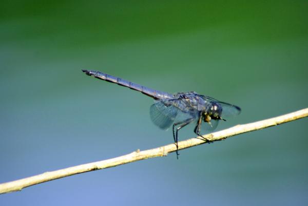 Dragon Fly