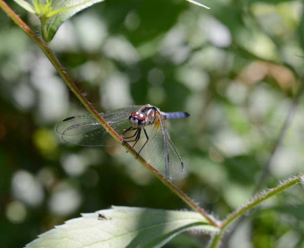 Dragon Fly