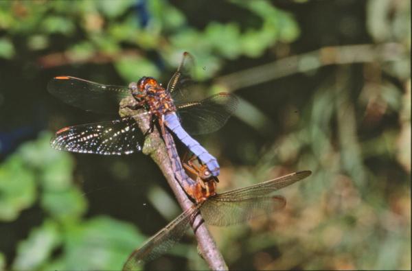 Dragonfly