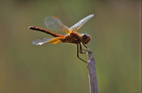 Dragonfly