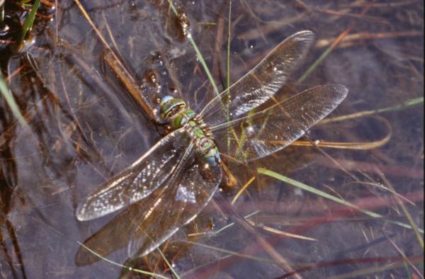 Dragonfly