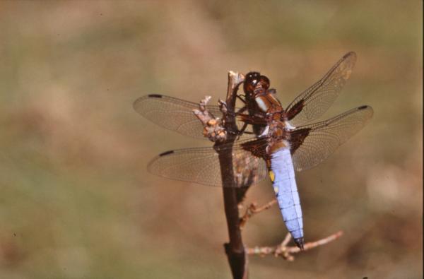 Dragonfly