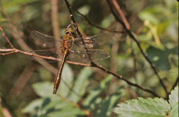 Dragonfly