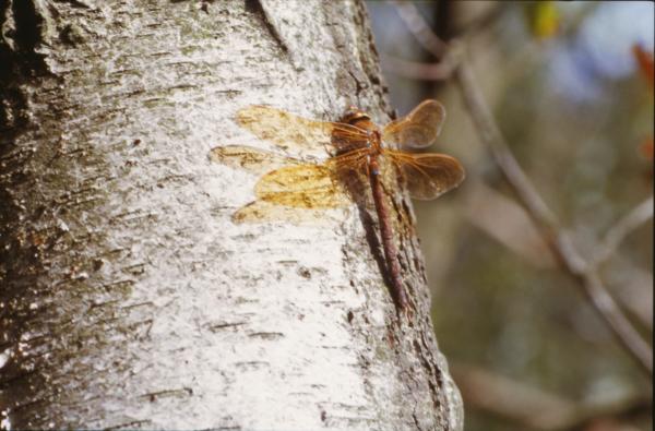 Dragonfly