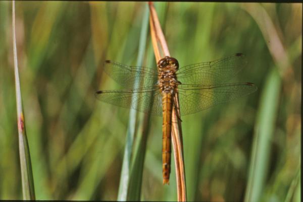 Dragonfly