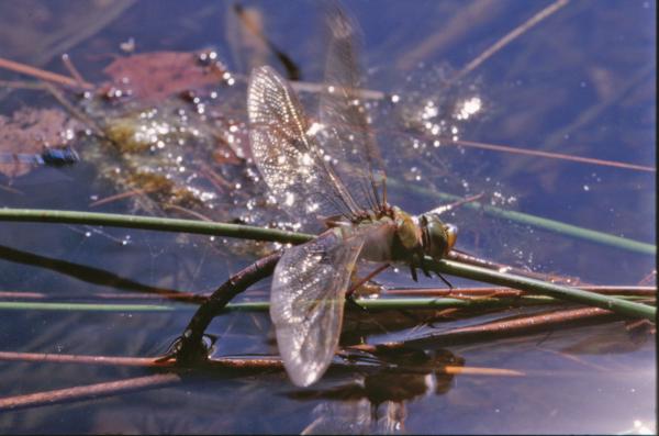 Dragonfly