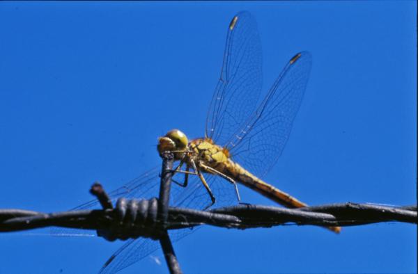 Dragonfly