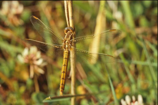 Dragonfly