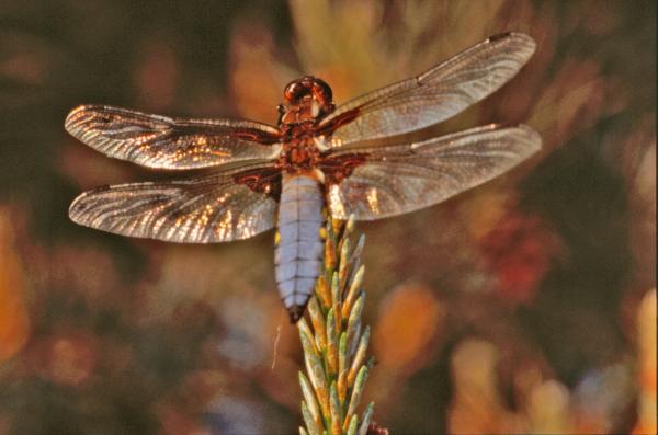 Dragonfly