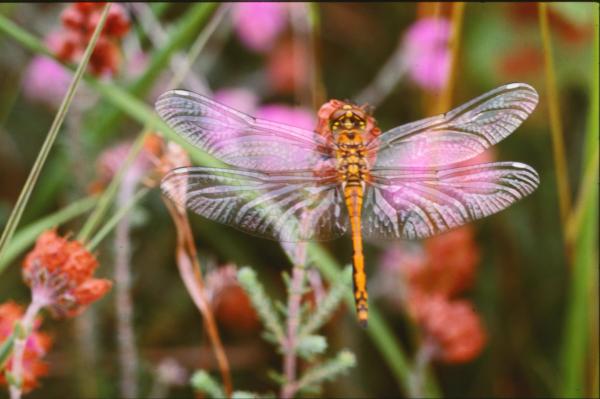 Dragonfly