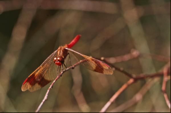 DRAGONFLY