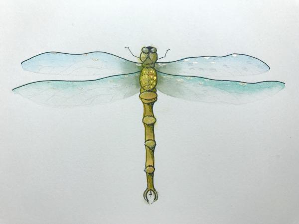Dragonfly