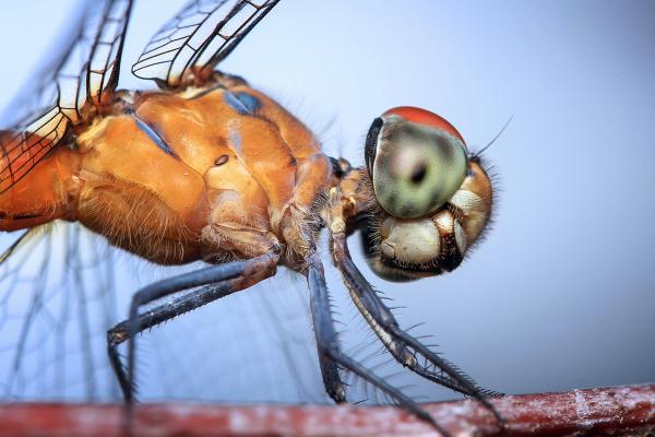 Dragonfly
