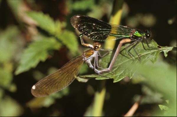 DRAGONFLY