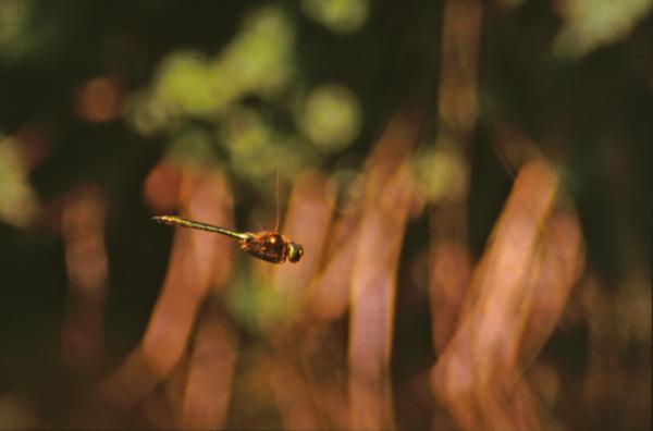 DRAGONFLY