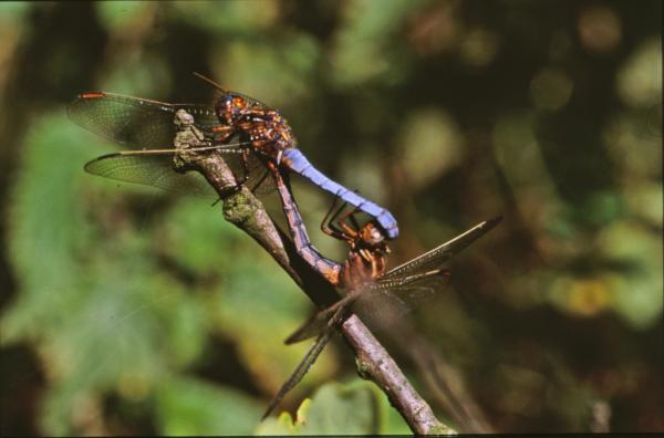 DRAGONFLY