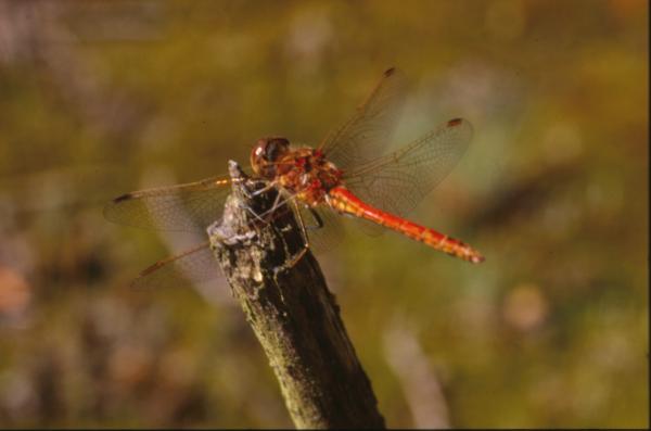 DRAGONFLY