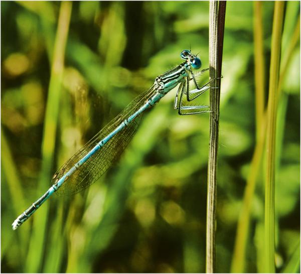 Dragonfly