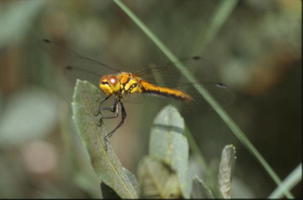 DRAGONFLY
