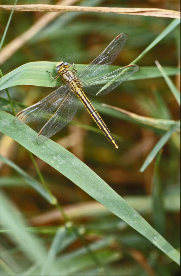 DRAGONFLY
