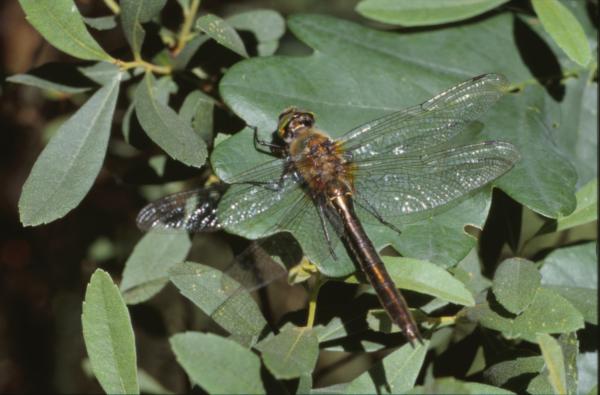 DRAGONFLY