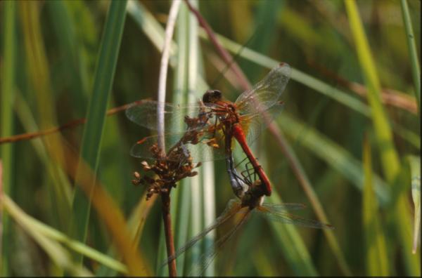 DRAGONFLY