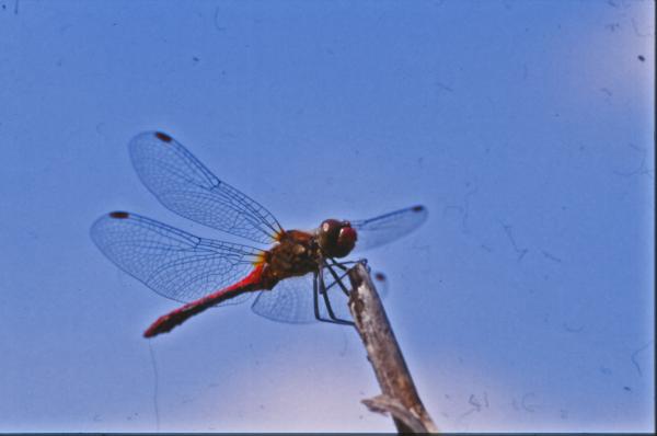 DRAGONFLY