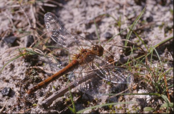DRAGONFLY