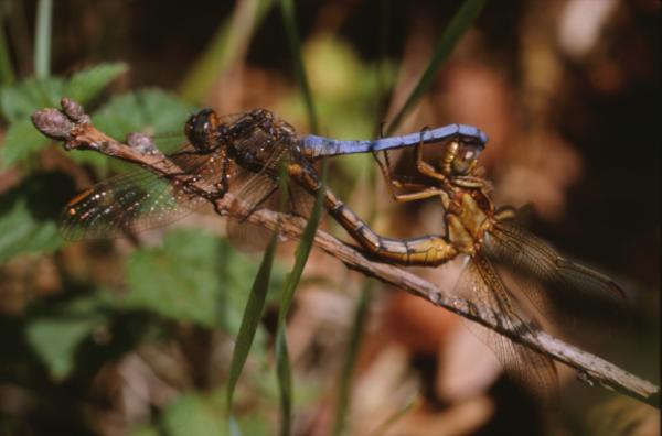 DRAGONFLY