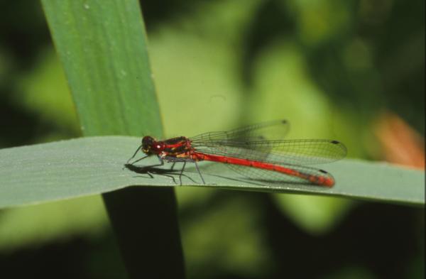 DRAGONFLY