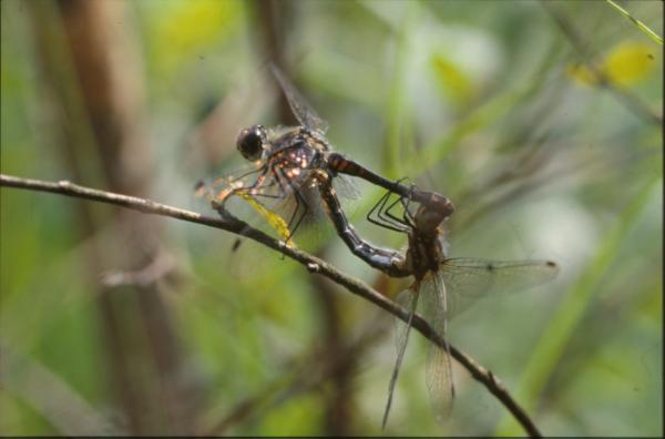 DRAGONFLY