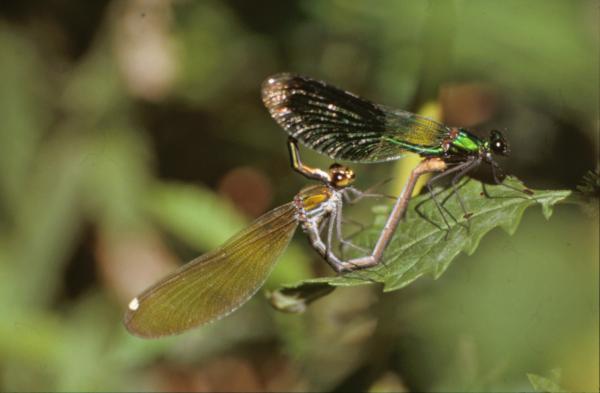 DRAGONFLY