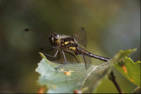DRAGONFLY