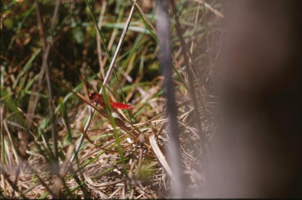 DRAGONFLY