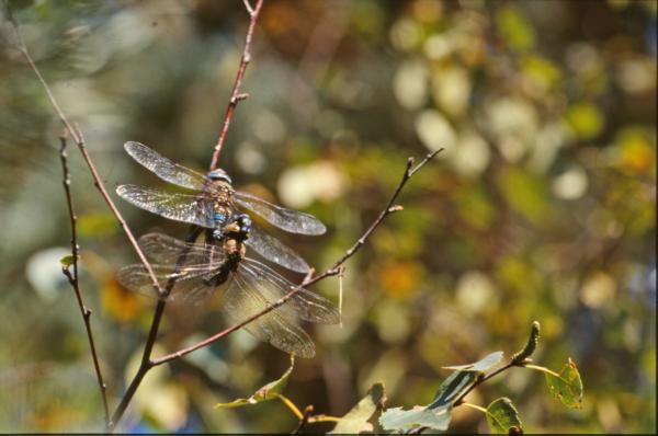 DRAGONFLY