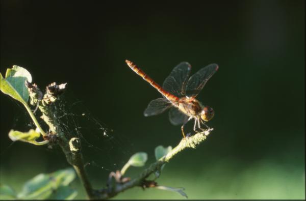 DRAGONFLY