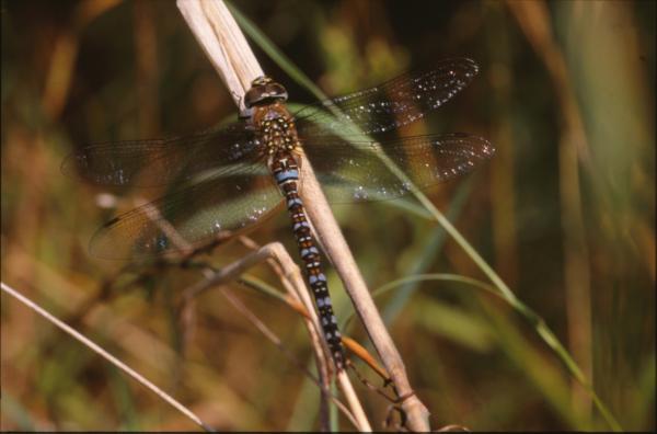 DRAGONFLY