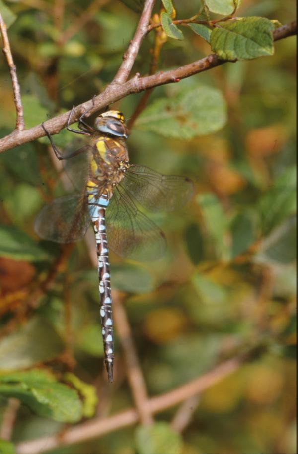 DRAGONFLY