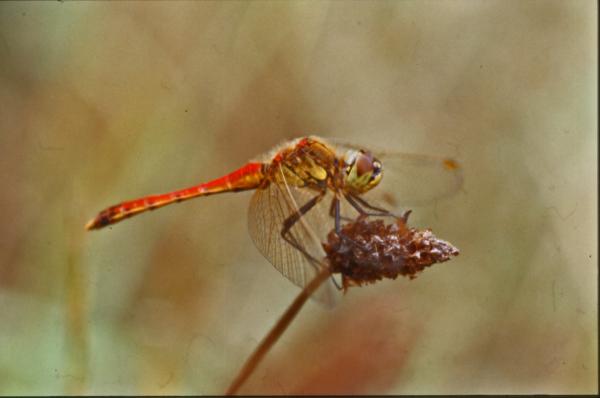 DRAGONFLY