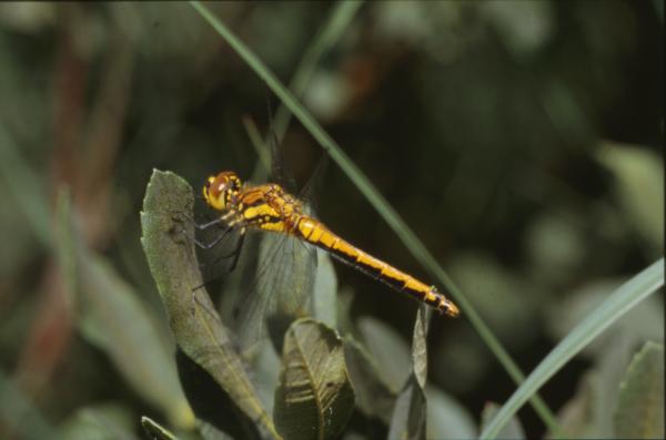 DRAGONFLY