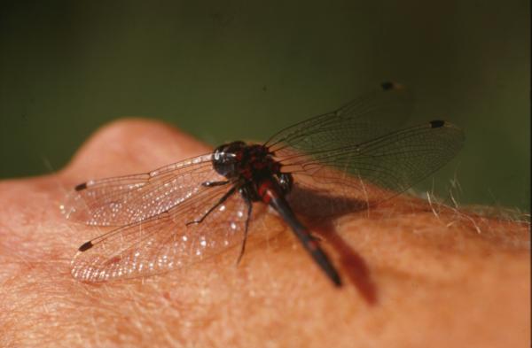 DRAGONFLY