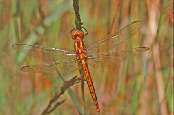 DRAGONFLY