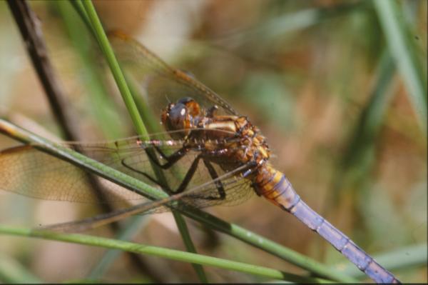 DRAGONFLY