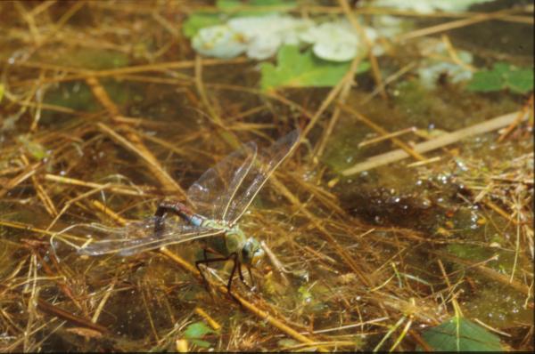 DRAGONFLY