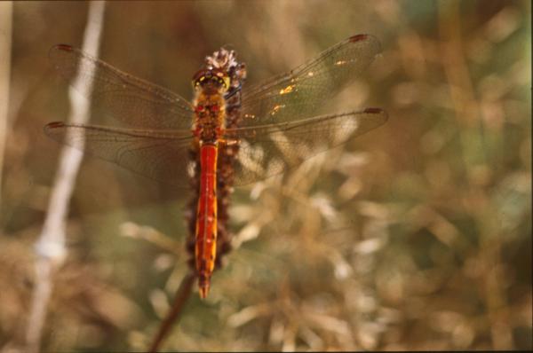 DRAGONFLY