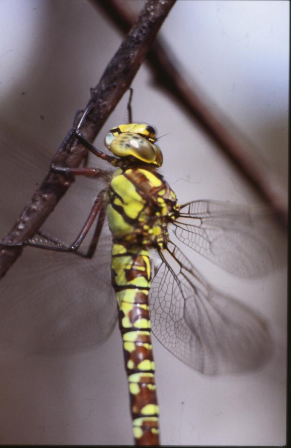 DRAGONFLY