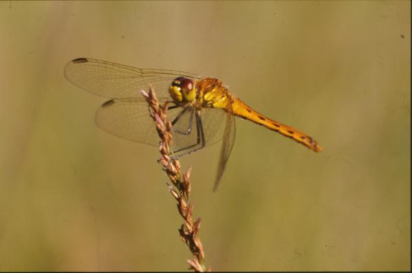 DRAGONFLY