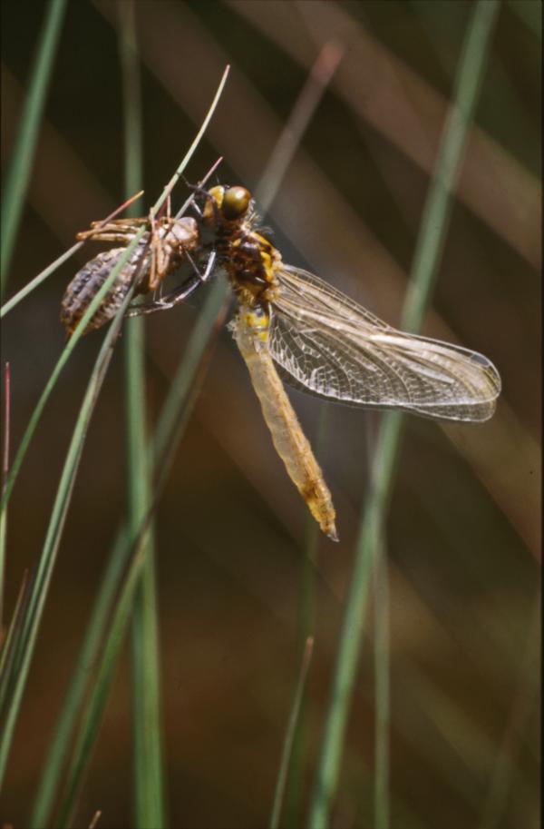 DRAGONFLY