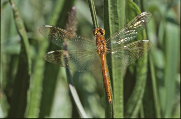 DRAGONFLY