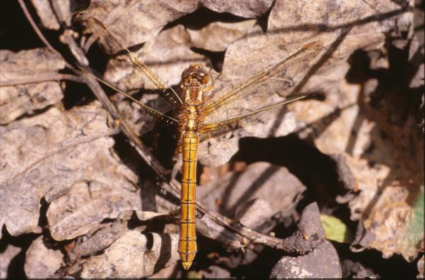 DRAGONFLY